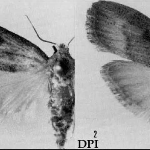 thumbnail for publication: Bromeliad Pod Borer, Epimorius testaceellus Ragonot (Insecta: Lepidoptera: Pyralidae)